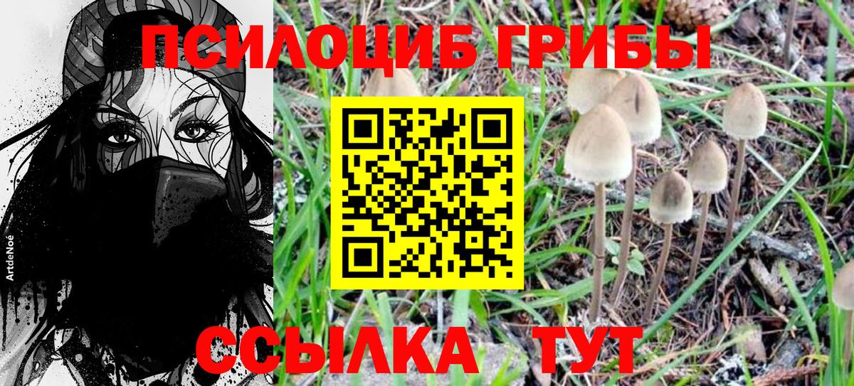 Галлюциногенные грибы Psilocybe Серпухов